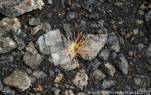 Image of New life emerges