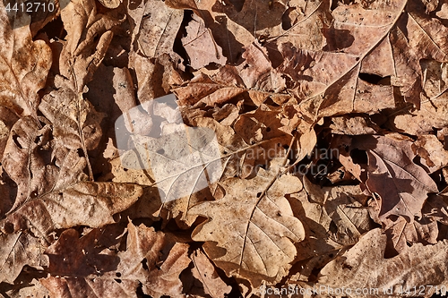 Image of Fallen autumn leaves