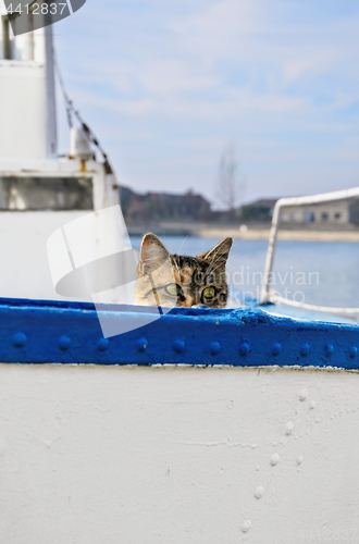 Image of Sailor Cat 