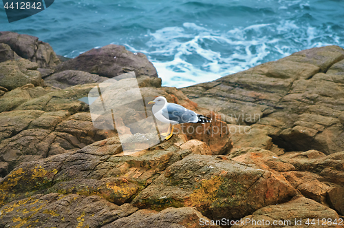 Image of Seagull