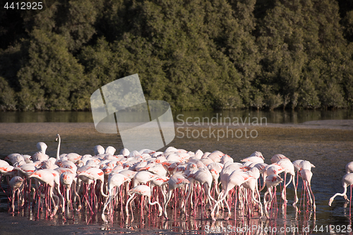 Image of Flock of adorable pink flamingos