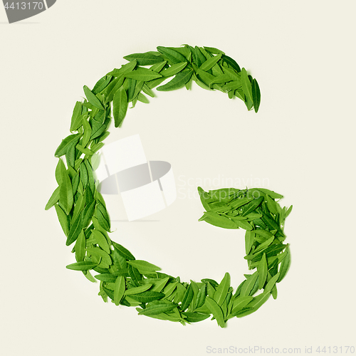 Image of The green dry tea leaf, letter G on white background, top view