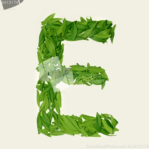 Image of The green dry tea leaf, letter E on white background, top view