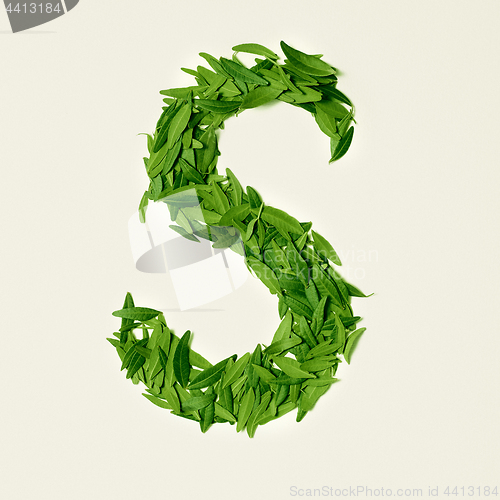 Image of The green dry tea leaf, letter S on white background, top view