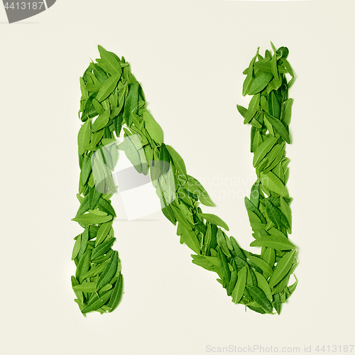 Image of The green dry tea leaf, letter N on white background, top view