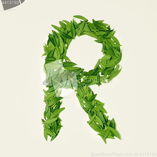 Image of The green dry tea leaf, letter R on white background, top view