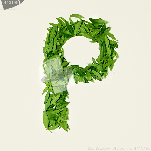 Image of The green dry tea leaf, letter P on white background, top view