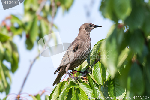 Image of Young starling in a cherry tree