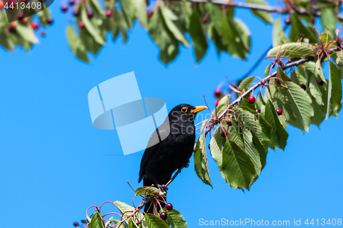 Image of Blackbird in a cherry tree