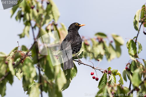 Image of Blackbird picking cherries