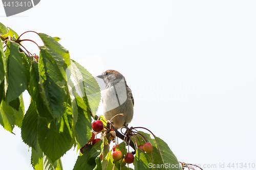 Image of Sparrow sitting on a cherry tree branch