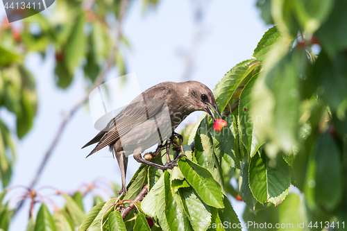 Image of Starling eats ripe cherries