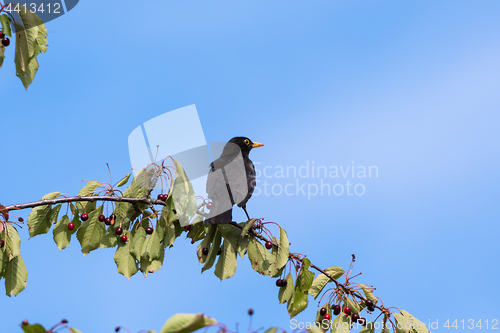 Image of Blackbird on a cherry branch