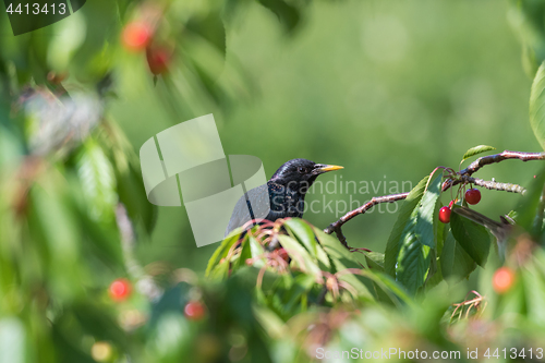 Image of Starling hides in a cherry tree