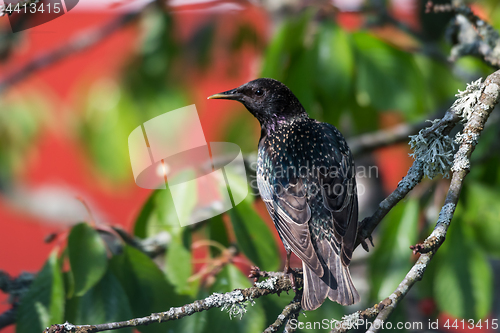 Image of Watchful Starling on a branch