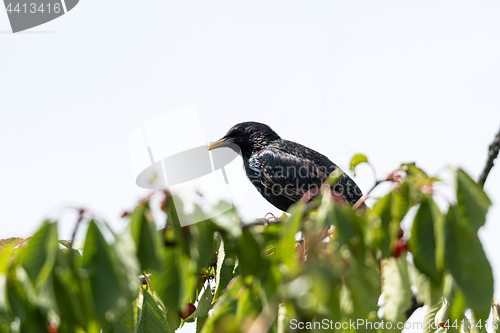 Image of Starling on a cherry tree branch