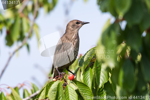 Image of Starling in a cherry tree