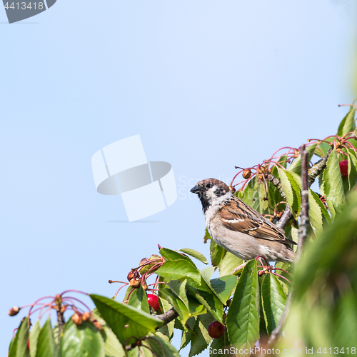 Image of Tree Sparrow in a cherry tree