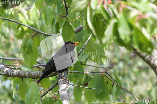 Image of Blackbird stealing cherries in a tree