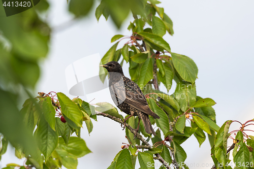 Image of Starling is going to steal cherries