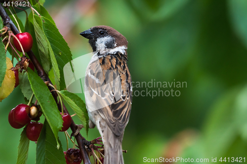 Image of Tree Sparrow closeup in a cherry tree