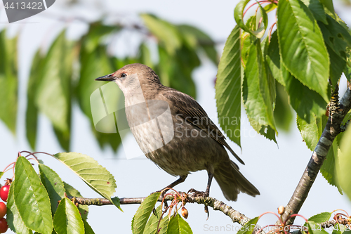 Image of Young Starling closeup