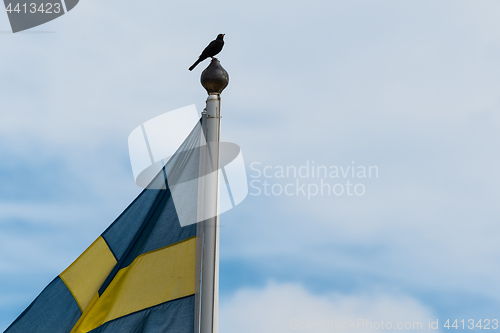 Image of The swedish national bird, blackbird