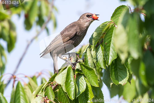 Image of Starling stealing ripe cherries