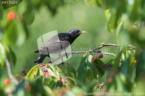 Image of Beautiful Starling sitting in a cherry tree