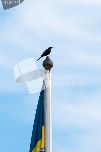 Image of Blackbird on the top of a flag pole