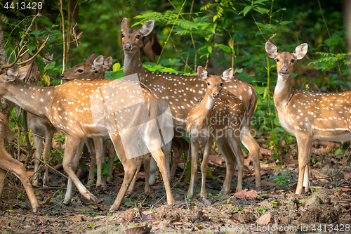 Image of Sika or spotted deers herd in the jungle