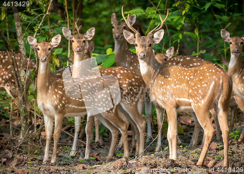 Image of Sika or spotted deers herd in the jungle