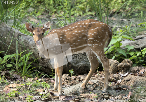 Image of spotted or sika deer in the jungle