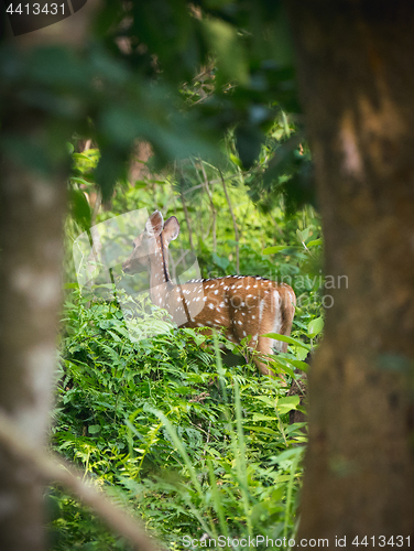 Image of spotted or sika deer in the jungle