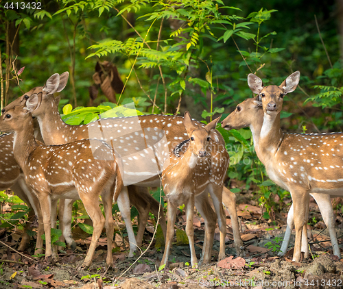 Image of Sika or spotted deers herd in the jungle