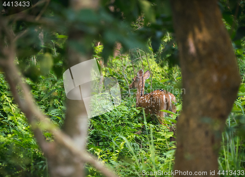Image of spotted or sika deer in the jungle