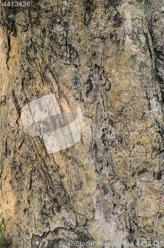 Image of Tiger claws scratches on the tree as territory border marks