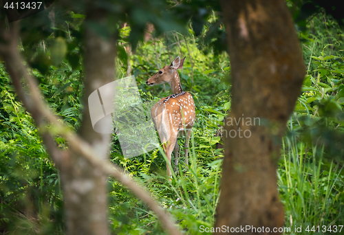 Image of spotted or sika deer in the jungle