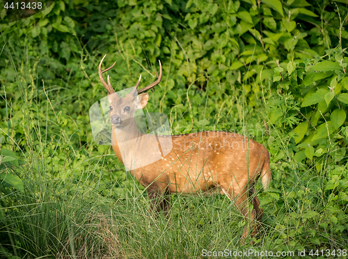 Image of spotted or sika deer in the jungle