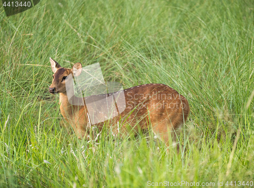 Image of Sika or spotted deer in elephant grass tangle