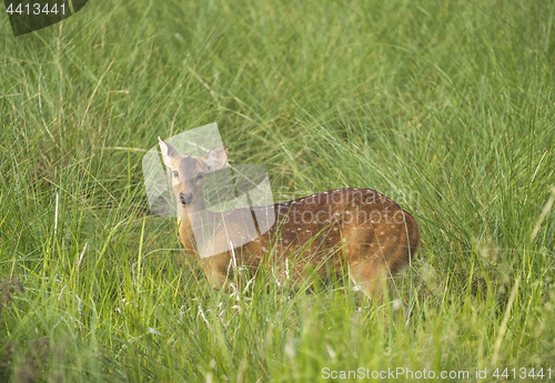 Image of Sika or spotted deer in elephant grass tangle