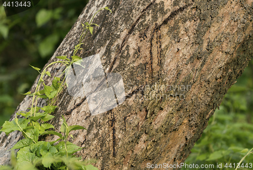 Image of Tiger claws scratches on the tree as territory border marks