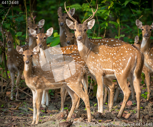 Image of Sika or spotted deers herd in the jungle