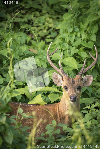 Image of Sika or spotted male deer portrait in the tangle