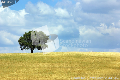 Image of Solitary tree .