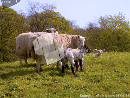 Image of Lambs