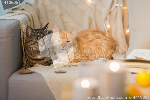 Image of two cats lying on sofa at home