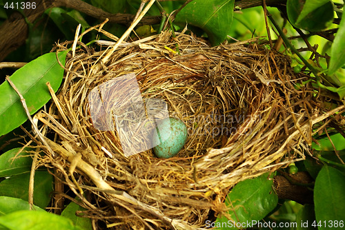 Image of Nest hidden.