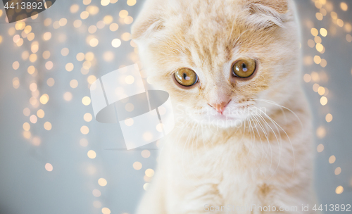 Image of close up of scottish fold kitten