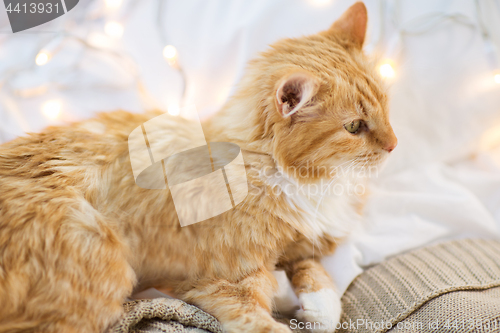 Image of red cat lying on blanket at home at christmas